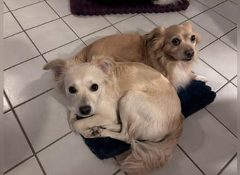 Lebensfrohe Maja sucht ihre Menschen