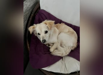 Lebensfrohe Maja sucht ihre Menschen