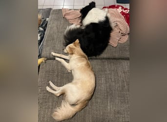 Lebensfrohe Maja sucht ihre Menschen