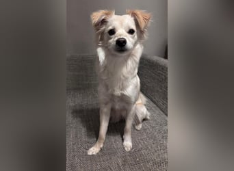 Lebensfrohe Maja sucht ihre Menschen