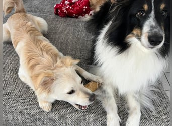 Lebensfrohe Maja sucht ihre Menschen