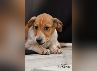 Akira, Jack Russell Mix Mädchen sucht liebevolles Zuhause