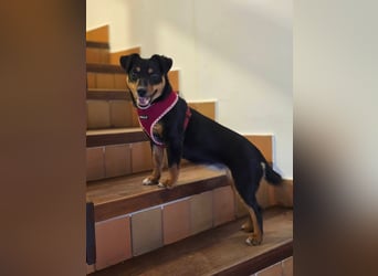 Emmi sucht ein Für-immer-Zuhause