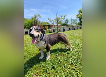 Chico - fröhlicher Herzenshund sucht seine Menschen