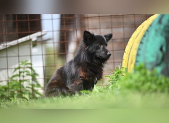 Negro - wer schenkt diesem sensiblen jungen Rüden eine zweite Chance?