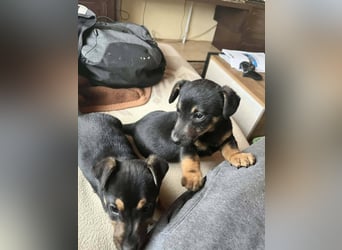 Taro - kleiner Herzenshund sucht sein Für-immer-Zuhause