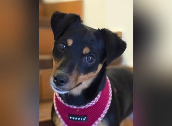 Emmi sucht ein Für-immer-Zuhause