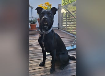 Elli, junges Pinschermix Mädchen