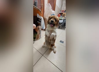 Dino - kleiner Kämpfer mit großem Herz sucht Sicherheit fürs Leben