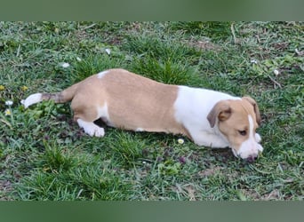 Dina, kleines Jack Russell Mix Mädchen sucht ein Zuhause