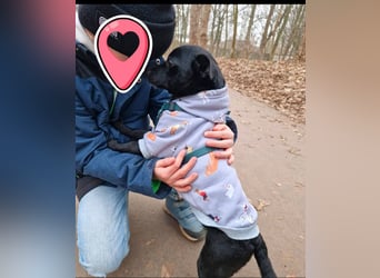 Elli, junges Pinschermix Mädchen