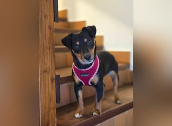 Emmi sucht ein Für-immer-Zuhause