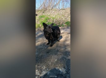 Negro - wer schenkt diesem sensiblen jungen Rüden eine zweite Chance?