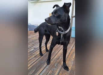 Elli, junges Pinschermix Mädchen
