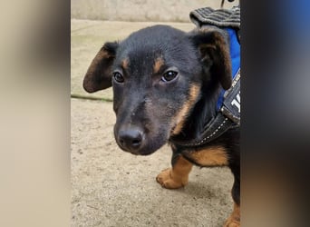 Taro - kleiner Herzenshund sucht sein Für-immer-Zuhause