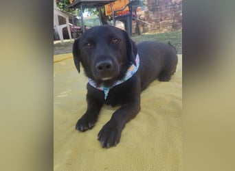 Rick sucht ein liebevolles Zuhause