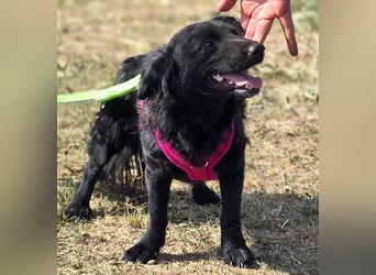 Fistra - kleine Seele sucht großes Glück