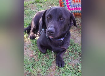 Rick sucht ein liebevolles Zuhause