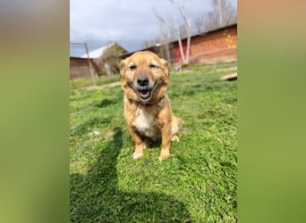 Saga - sanfte Begleiterin sucht ruhiges Zuhause