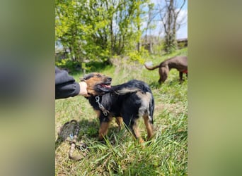 Zenya - freundliche, lebensfrohe Hündin sucht ein Zuhause
