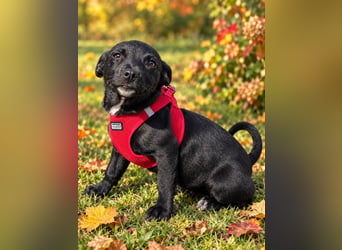 Terra, verspieltes Hundekind