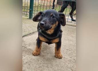 Taro - kleiner Herzenshund sucht sein Für-immer-Zuhause