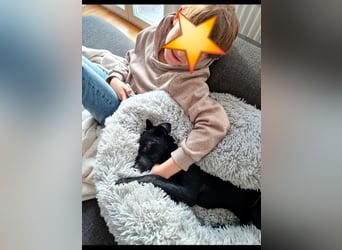 Elli, junges Pinschermix Mädchen