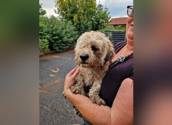 Duci - er gibt die Hoffnung nicht auf