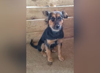 Zenya - freundliche, lebensfrohe Hündin sucht ein Zuhause