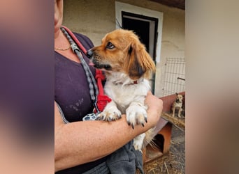 Dino - kleiner Kämpfer mit großem Herz sucht Sicherheit fürs Leben