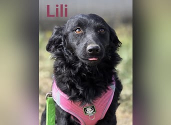 Lilli, kleine Herzensbrecherin Lilli, kleine Herzensbrecherin