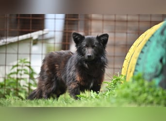 Negro - wer schenkt diesem sensiblen jungen Rüden eine zweite Chance?