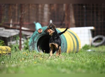 Zenya - freundliche, lebensfrohe Hündin sucht ein Zuhause