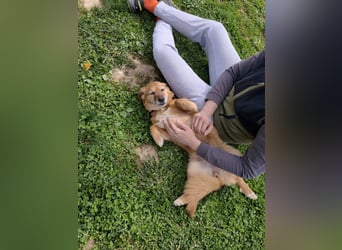 Saga - sanfte Begleiterin sucht ruhiges Zuhause