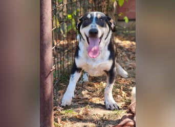 Chico - fröhlicher Herzenshund sucht seine Menschen