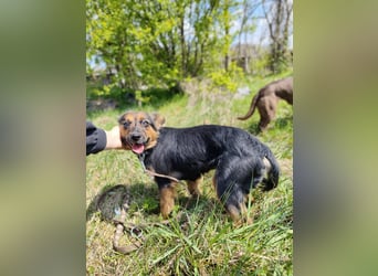 Zenya - freundliche, lebensfrohe Hündin sucht ein Zuhause
