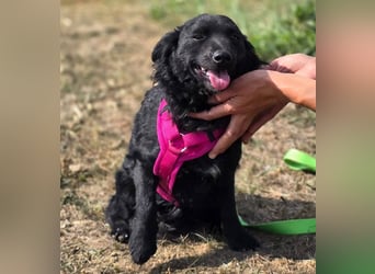 Fistra - kleine Seele sucht großes Glück