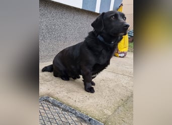 Rick sucht ein liebevolles Zuhause