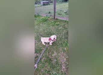 Duci - er gibt die Hoffnung nicht auf