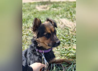 Zenya - freundliche, lebensfrohe Hündin sucht ein Zuhause