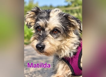Matilda bildhübsch und sehr lieb