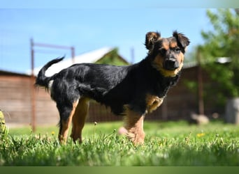 Zenya - freundliche, lebensfrohe Hündin sucht ein Zuhause
