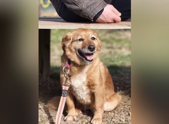 Saga - sanfte Begleiterin sucht ruhiges Zuhause