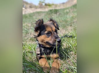 Zenya - freundliche, lebensfrohe Hündin sucht ein Zuhause