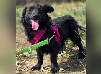 Fistra - kleine Seele sucht großes Glück