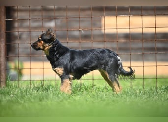 Zenya - freundliche, lebensfrohe Hündin sucht ein Zuhause