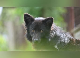 Negro - wer schenkt diesem sensiblen jungen Rüden eine zweite Chance?