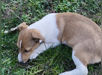 Billy, kleiner Jack Russell Mix sucht seine Menschen