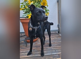 Elli, junges Pinschermix Mädchen