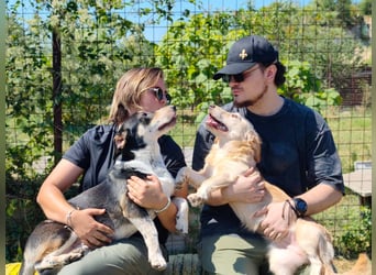 Chico - fröhlicher Herzenshund sucht seine Menschen